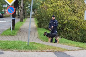 Policjant wraz z psem służbowym zabezpiecza teren budynku Starostwa Powiatowego w Chełmnie